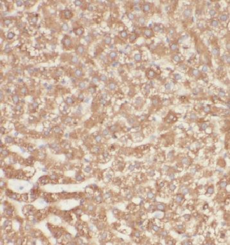 INSIG2 Antibody