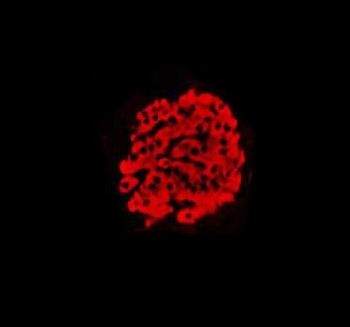 INS Rabbit Polyclonal Antibody