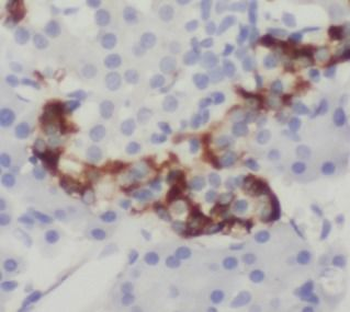 INS Mouse Monoclonal Antibody