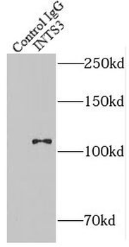 INTS3 Antibody