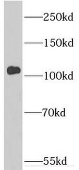 INTS4 Antibody