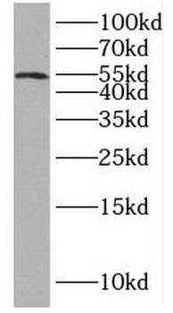 IP6K1 Antibody