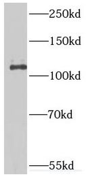 IPO11 Antibody