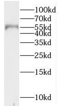 IPPK Antibody