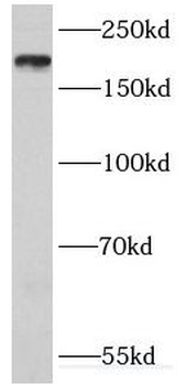 IQGAP1 Antibody