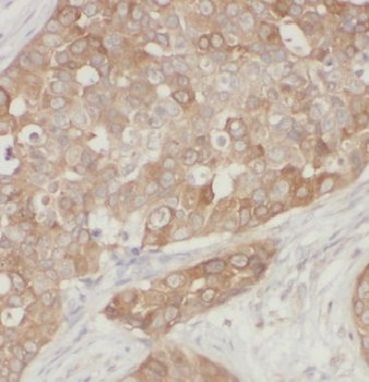 IQGAP1 Antibody