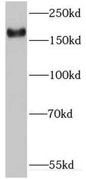 IQGAP3 Antibody