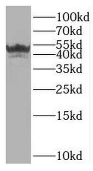 IRF1 Rabbit Polyclonal Antibody