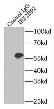 IRF2BP2 Antibody