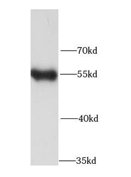 IRF3 Rabbit Polyclonal Antibody