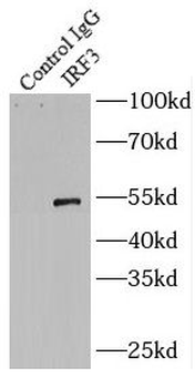 IRF3 Rabbit Polyclonal Antibody