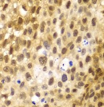 IRF3 Rabbit Polyclonal Antibody