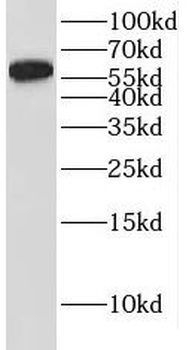 IRF6 Antibody