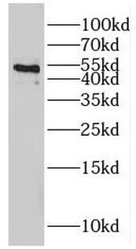 IRF8 Antibody