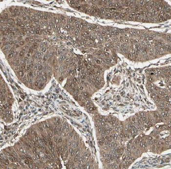 IRF9 Antibody