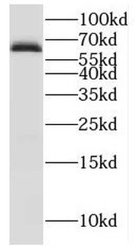 IRGQ Antibody