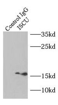 ISCU Antibody