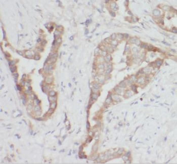 ISCU Antibody