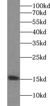 ISG15 Antibody