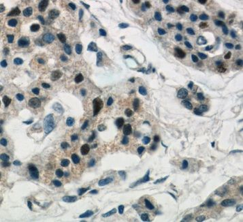 REG3G Antibody