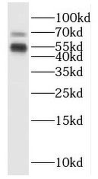 ISM2 Antibody