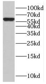 ISYNA1 Antibody