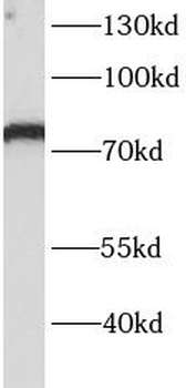 ITFG1 Rabbit Polyclonal Antibody