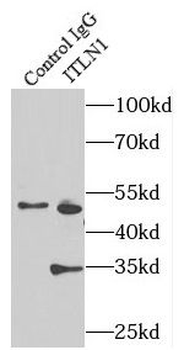 ITLN1 Antibody