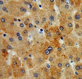 ITM2A Antibody