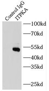 ITPKA Antibody