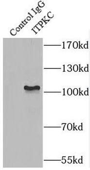 ITPKC Antibody