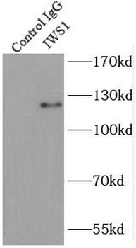 IWS1 Antibody