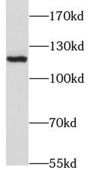 JMY Antibody