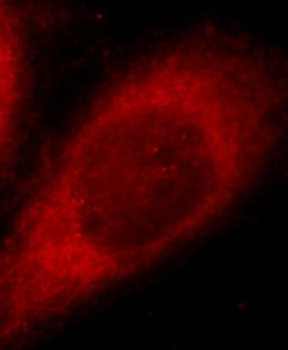 JMY Antibody