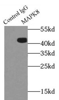 MAPK8 Rabbit Polyclonal Antibody