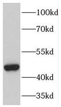 MAPK8 Rabbit Polyclonal Antibody