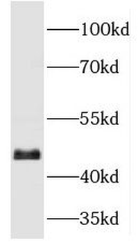 MAPK8 Rabbit Polyclonal Antibody