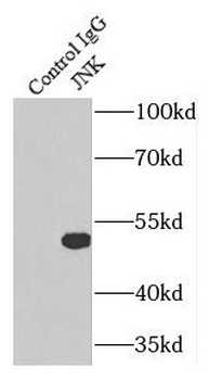 MAPK8 Rabbit Polyclonal Antibody
