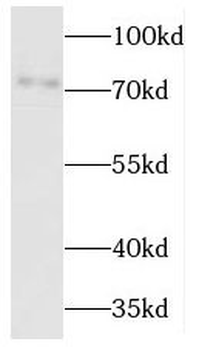JPH1 Antibody