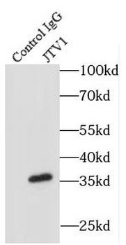 AIMP2 Antibody