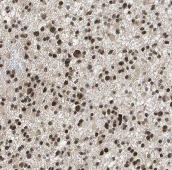 JUNB Antibody