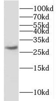 KLK2 Antibody