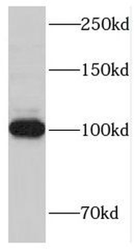 TRIM28 Antibody