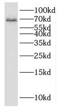 KCNAB1 Antibody