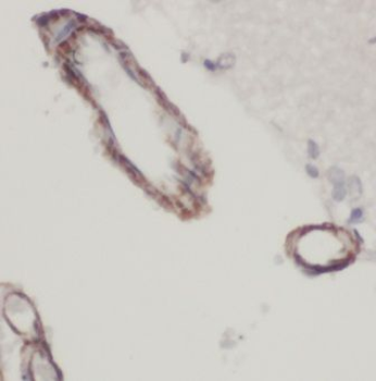 KCNAB1 Antibody
