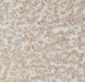 KCNJ15 Antibody