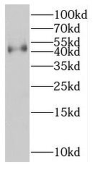 KCNK18 Antibody