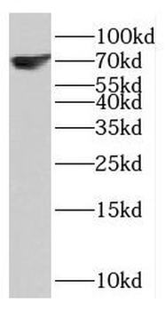 KCNN1 Antibody