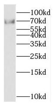 KCNS2 Antibody