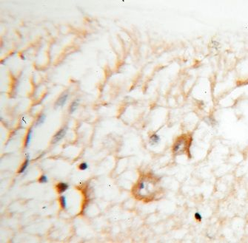 KCNS2 Antibody